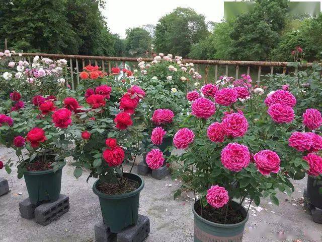 什么土适合养月季 e4c97ea896944f889bc56da20d576fb8.jpeg