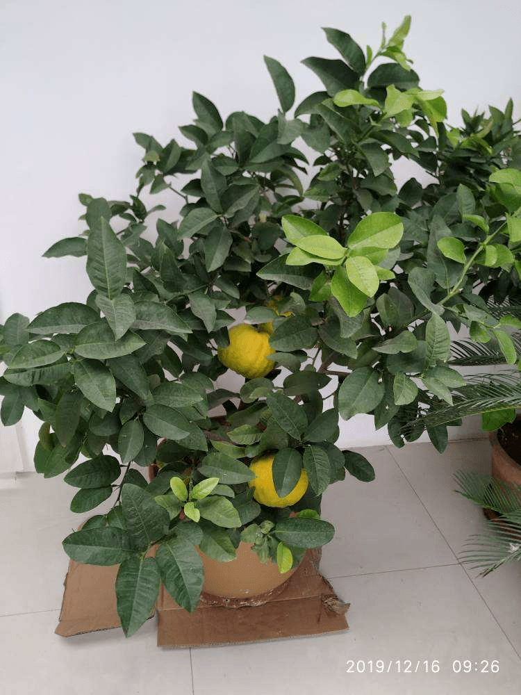 适合种在院子里的小型矮果树 01e3e97aa4cb4c84b966aed83c047a69.png