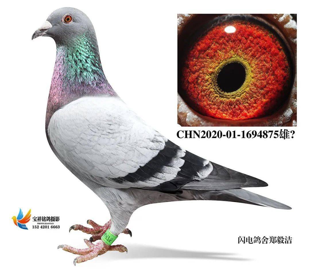 比利时盖比 凡德那比大铭鸽鲁迪直孙x比利时盖比 凡德那比大铭鸽闪电