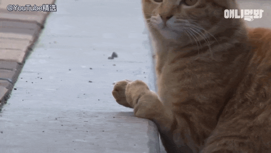 大橘猫是指哪个国家 b2309923e6dd4facb6737a1b21feefab.gif