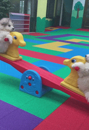 两只小阿拉斯加玩跷跷板,一上一下,一路放开的玩疯了!