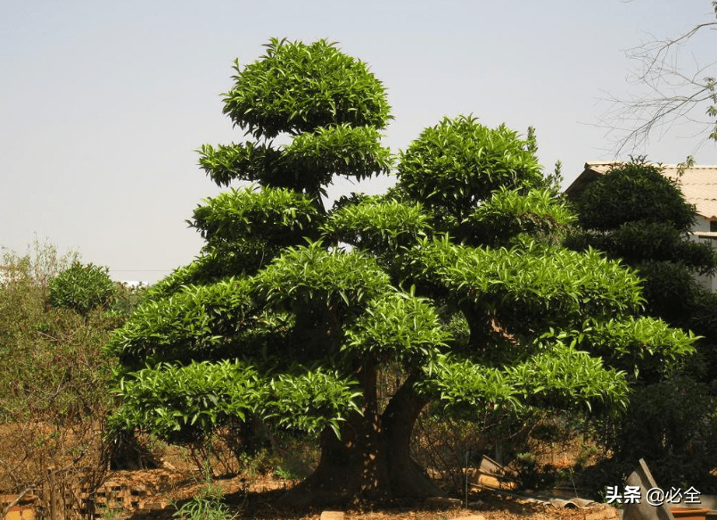 北方常绿阔叶树种,你知道几种?