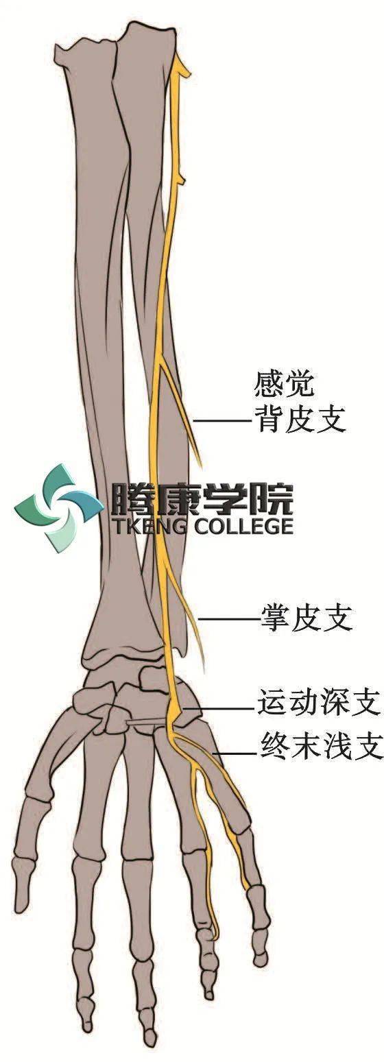 尺神经手背支也是皮神经,在前臂下1/3处由本干发出,经尺侧腕屈肌深方