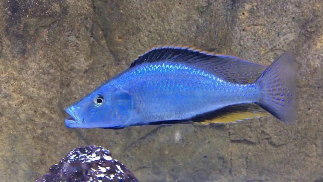 马拉维湖慈鲷二malawicichlid