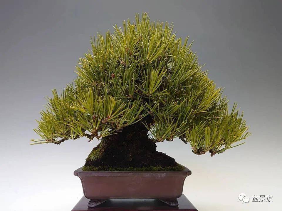 【2021开年首场精致小品大展】新年日本盆景展首秀——第46回雅风展