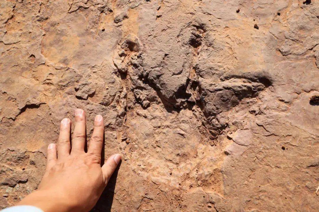 化石|真“龙岩”！福建发现恐龙足迹群，距今8000万年！