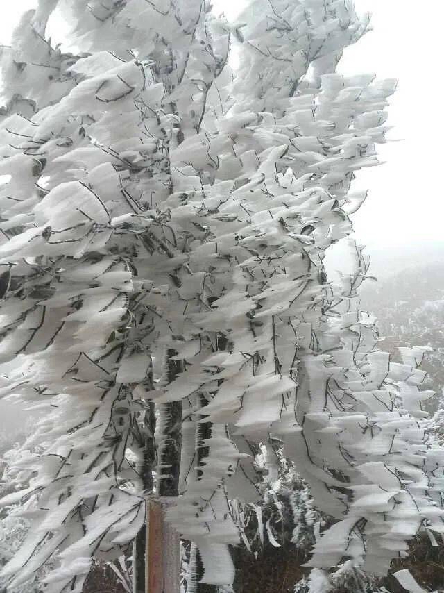 冰雪挂树