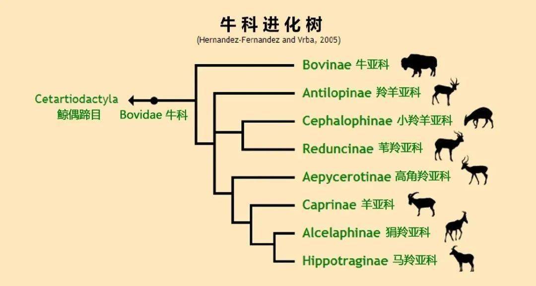 包括8个亚科隶属于广义上的牛是指分类学上的牛科动物↓思索人与