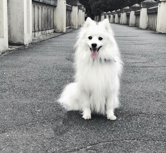 这四种狗狗都属于狐狸犬,秋田犬也在其中,最后一种美的不像话!