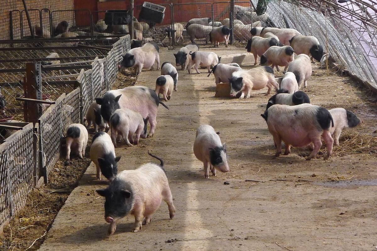 二元猪_二元猪养殖场 | 上海中新农业有限公司官网