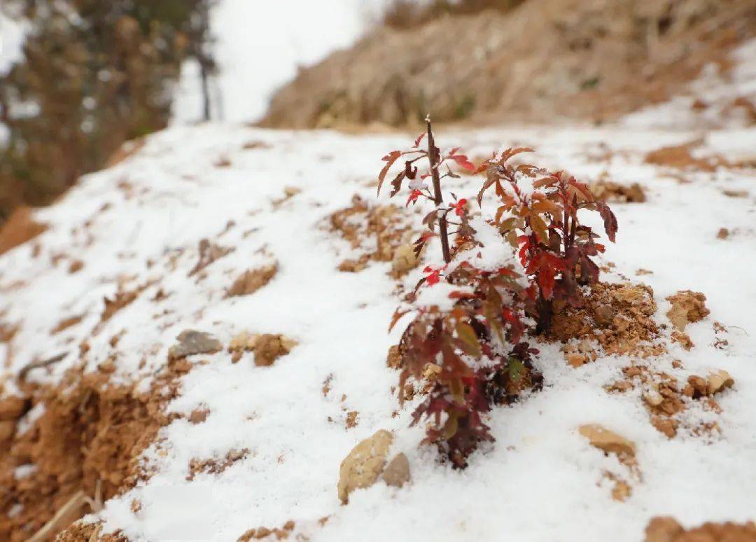 瑞雪兆丰年丨2021年初雪飘至盐边