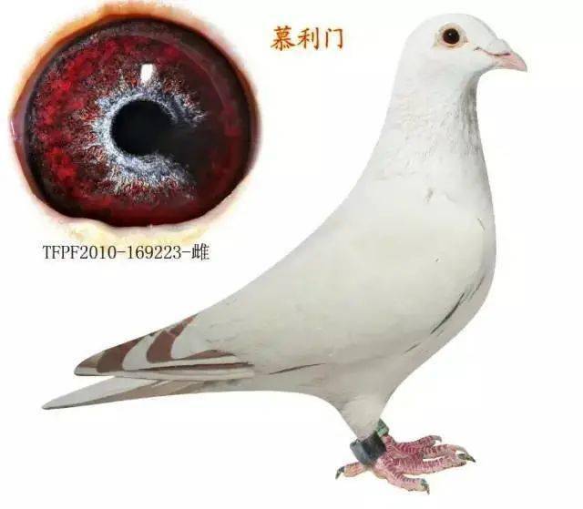 慕利门系与詹森系的特点!