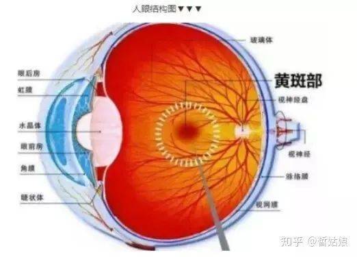 【共在蓝天下】别让这些眼部疾病夺走光明