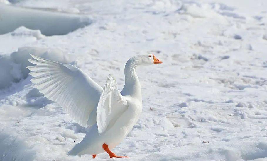 "羽绒服界爱马仕",碾压"波司登"的大鹅canada goose为什么这么香?