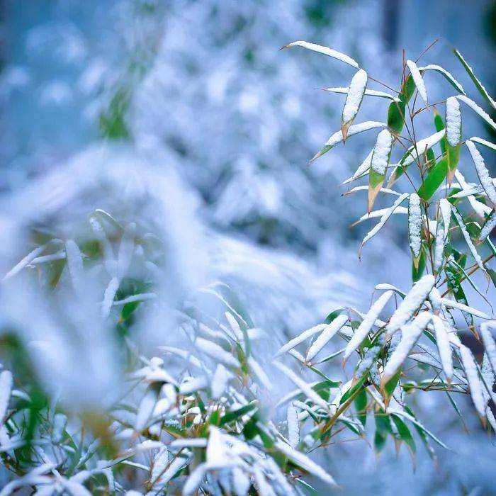 雪中竹就是最美的冬日风景