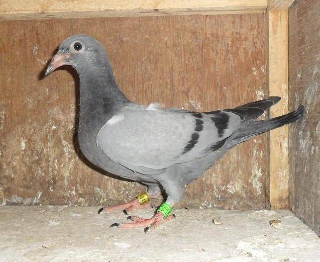 3d4f21c5cbda4affb5aa3d8d445d18c1.jpeg