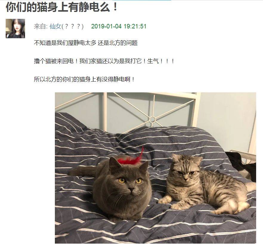 沒想到，靜電竟讓我和貓反目成仇！ 萌趣萌寵 第1张