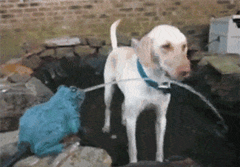 猫喝洗脚水,狗喝马桶水:哎呀妈,真香!