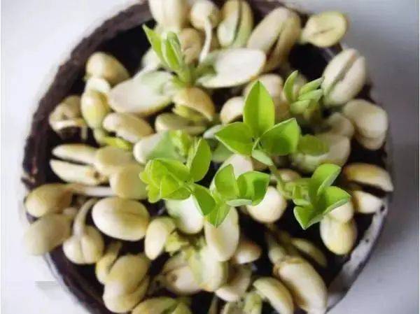 怎么种花生全过程 0a3eeedb569747a5870c1b37d48b436d.jpeg