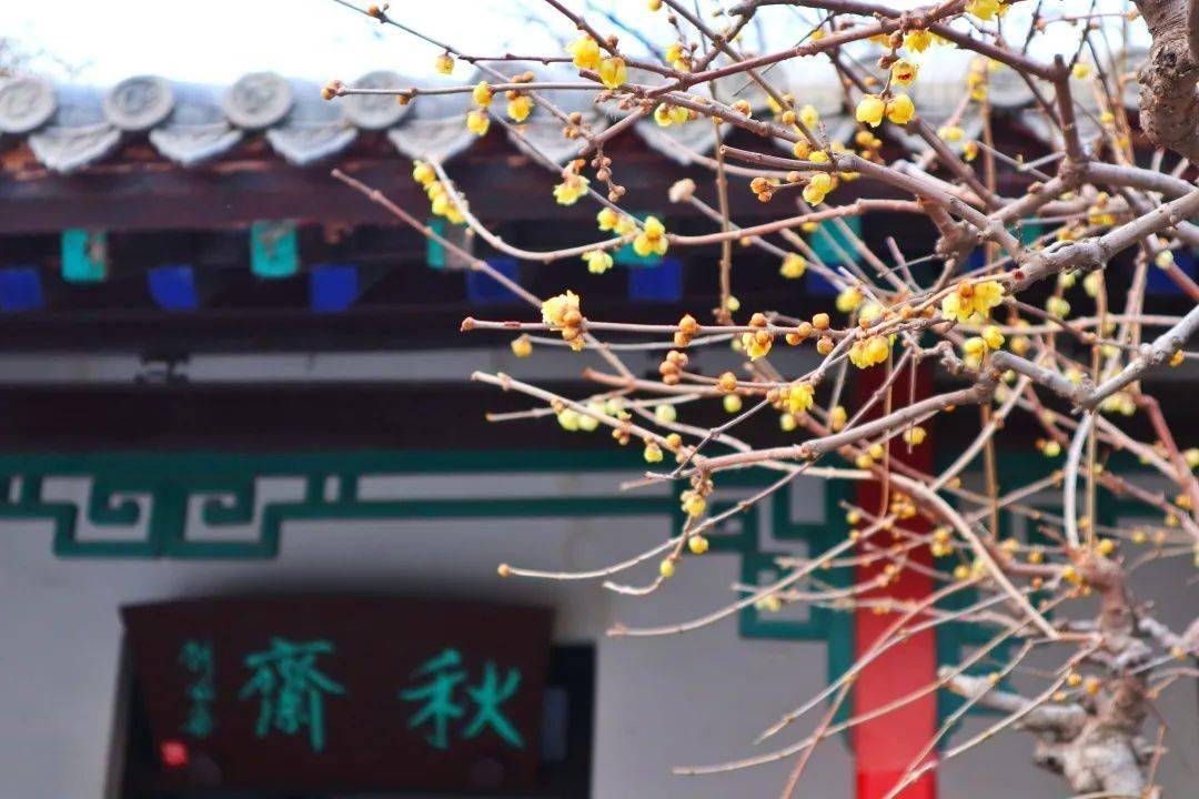 济南第一波蜡梅已上线,快来闻香寻梅吧!