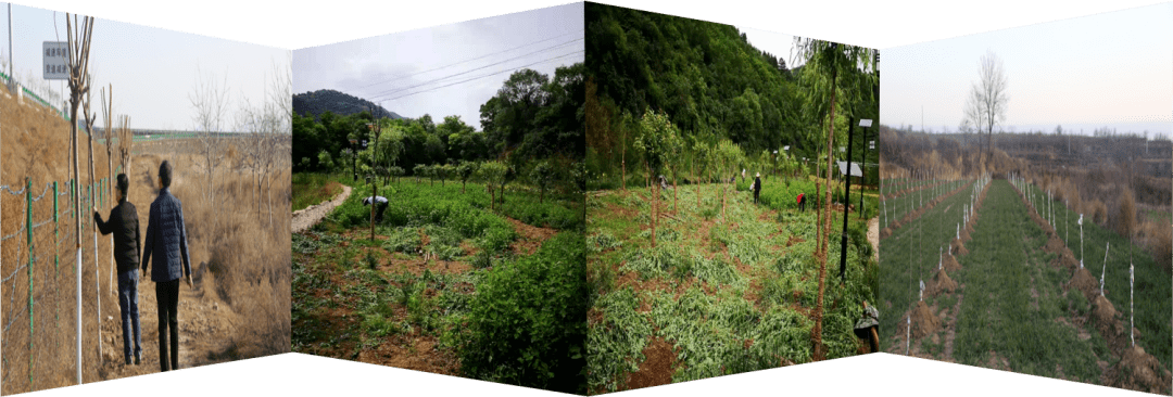 十大外围足球大平台|
【回眸“十三五” 聚力再出发】 生态林业篇(图8)