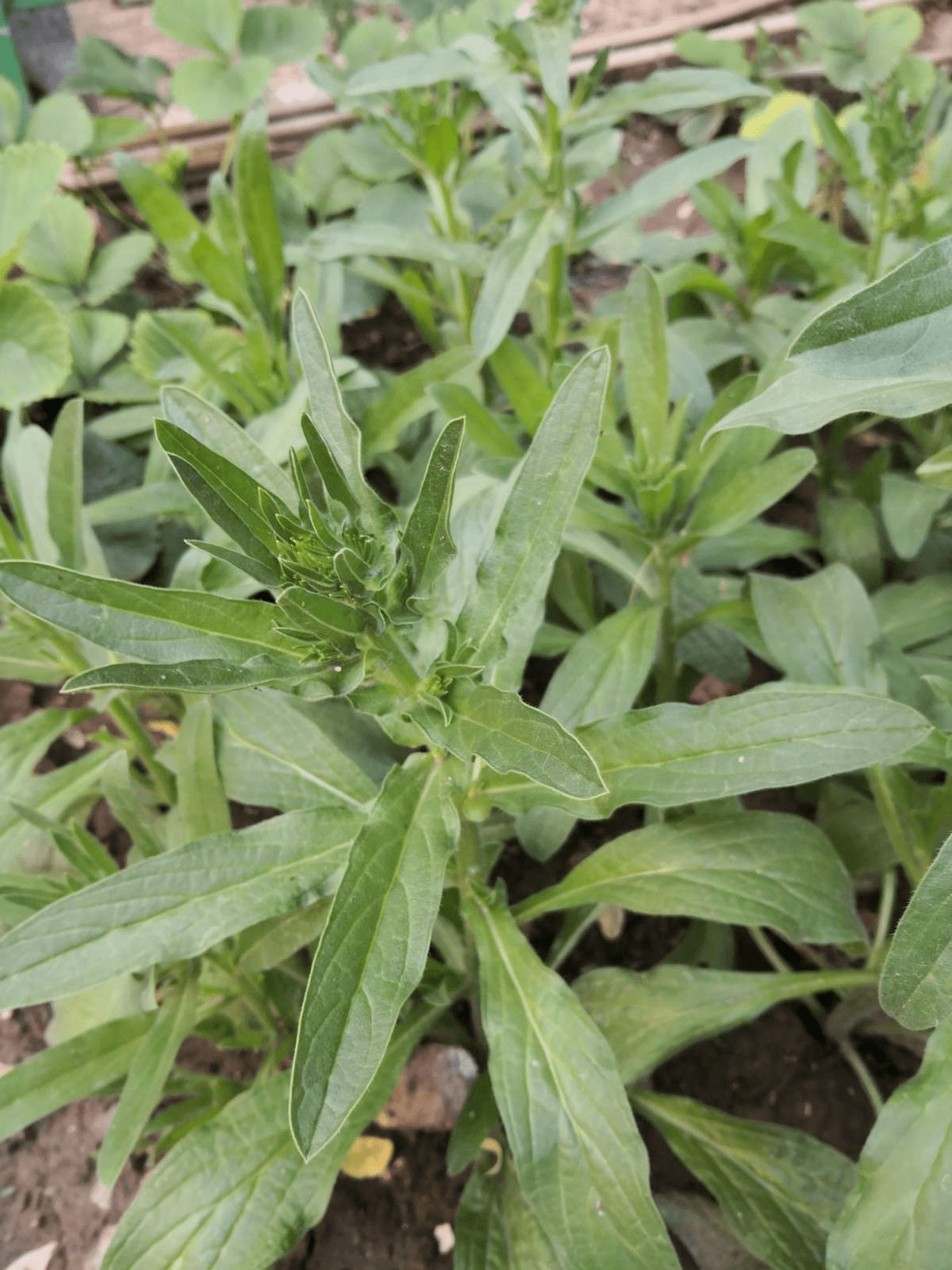 6种植物,是天然的染色剂,古代只有皇家才能用_蓼蓝