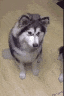 每日一笑,咦,哪里来的咸猫手?