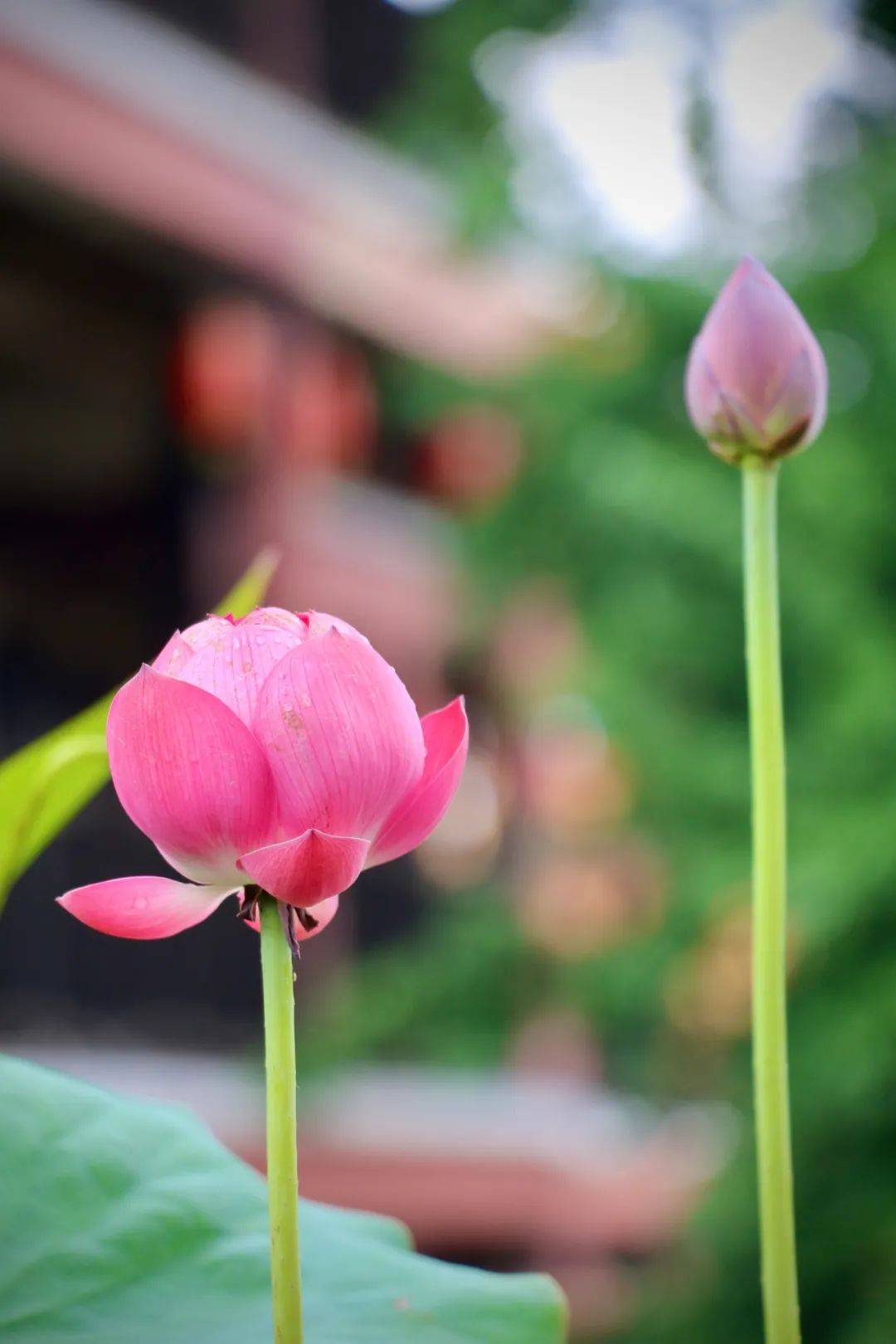 生命里,有风有雨,更有阳光