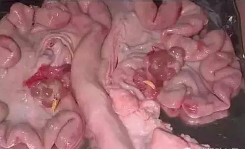 猪的生殖管道后,将开始"艰难地跋涉",它们一部分贮存在子宫内陷窝中