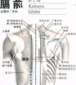 人体常见50个穴位位置,作用,按摩手法,图文取穴,纯干货