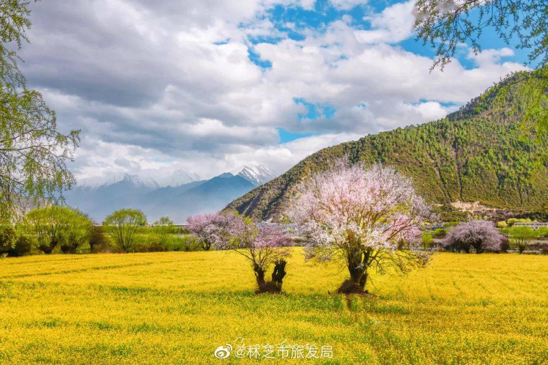 人间三月,去林芝遇见十里桃花开!