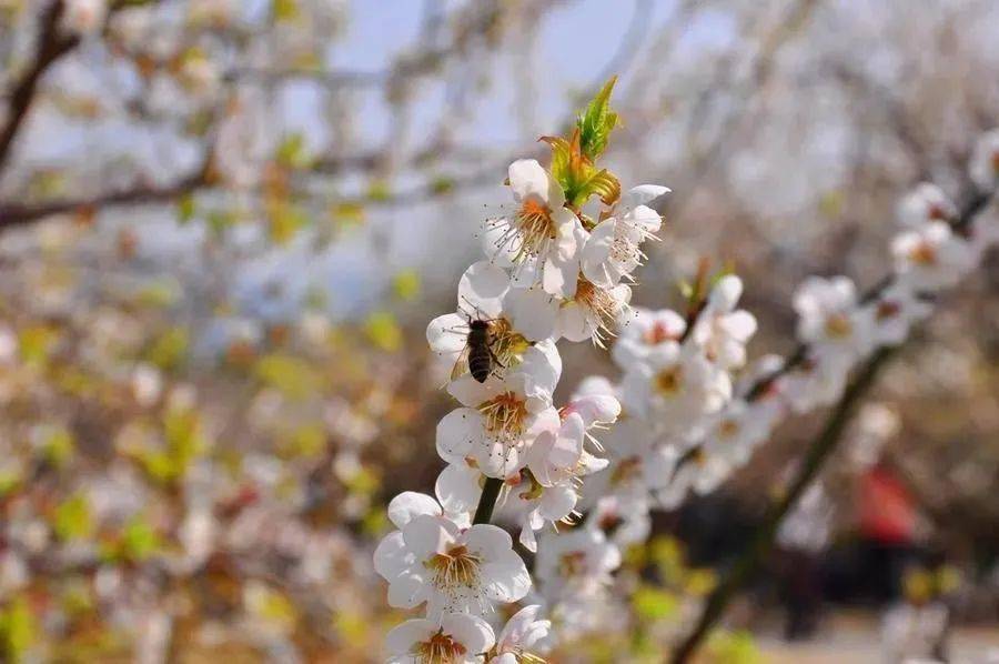 【萝岗香雪梅花节】周三周六日,1978电影小镇 萝岗香雪公园