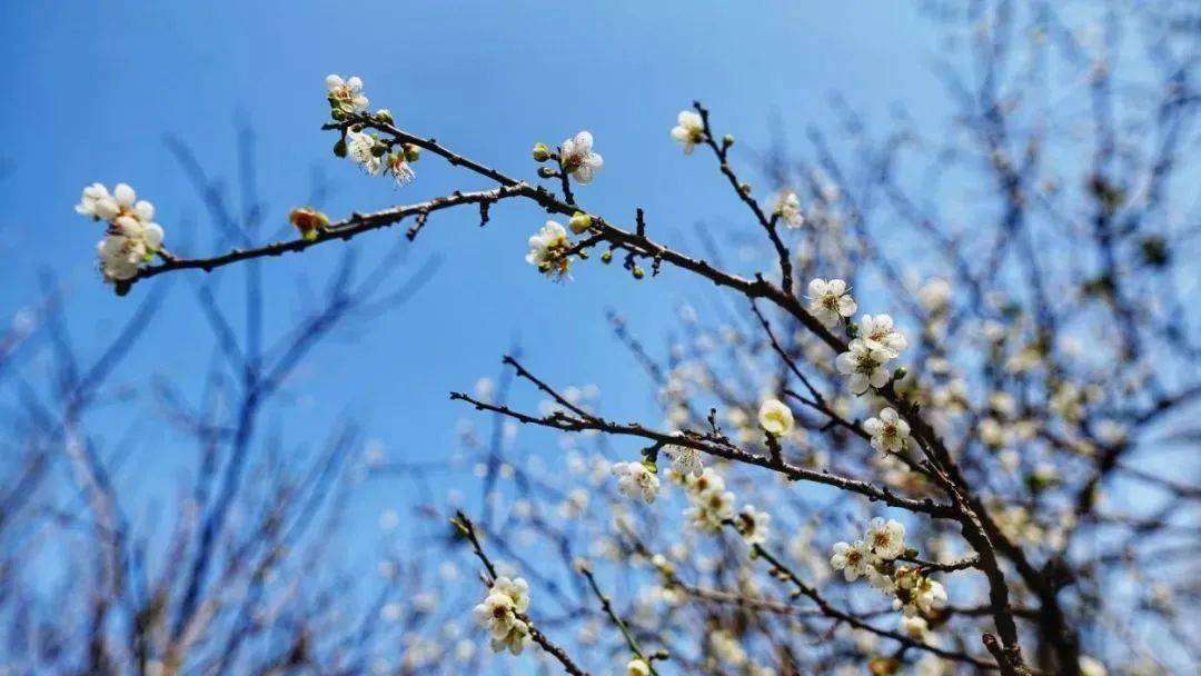 【萝岗香雪梅花节】周三周六日,1978电影小镇 萝岗香雪公园