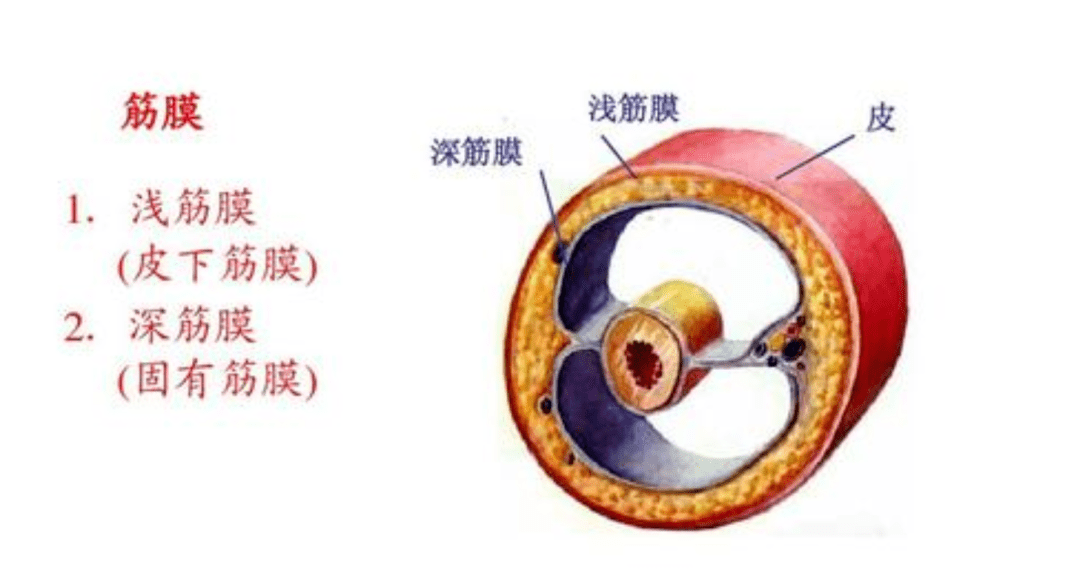 筋膜治疗疼痛的极致体验平稳降血糖