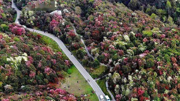 贵州省毕节市百里杜鹃管理区