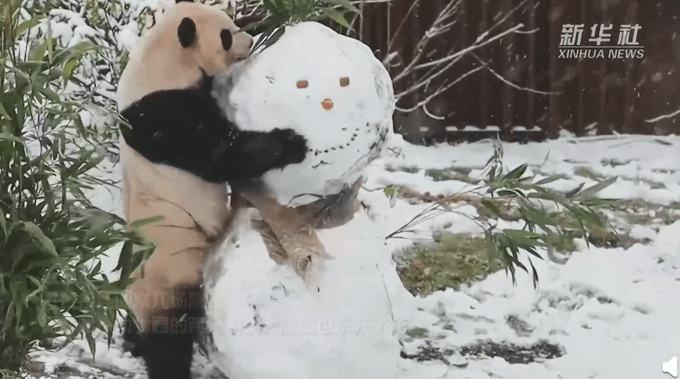 中国大熊猫在北欧玩雪萌翻了网友差点以为是熊猫堆的雪人