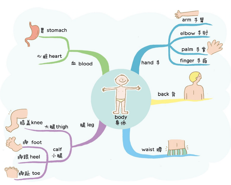 【资源分享】如何运用思维导图高效进行英语启蒙?_map