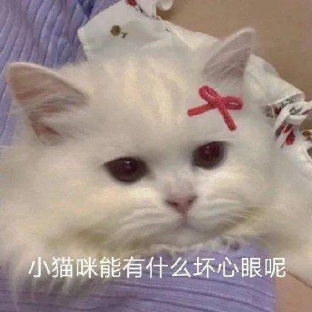 小猫咪到底有没有坏心眼呢表情包