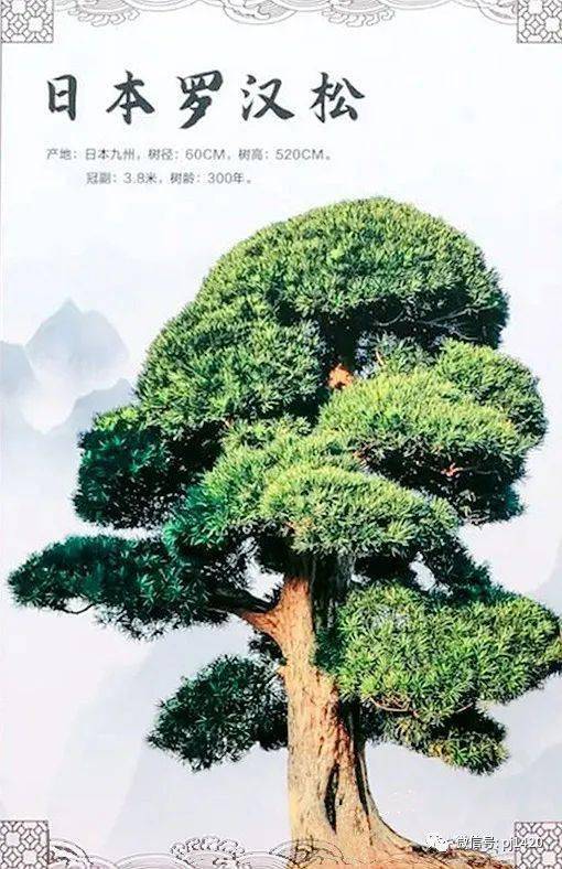 大开眼界,一盆罗汉松拍出680万天价!