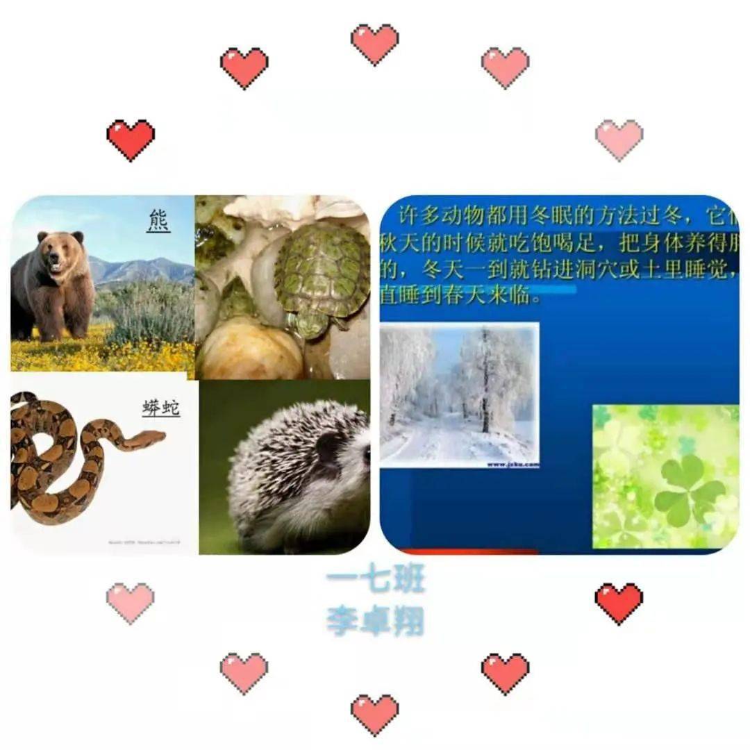 【城内·班级】探索动植物过冬的秘密 ---城内小学一七班