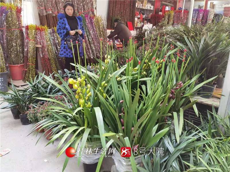 桂林生活网讯 临近春节,传统年花如盆栽金桔,银柳等花卉产品一直是