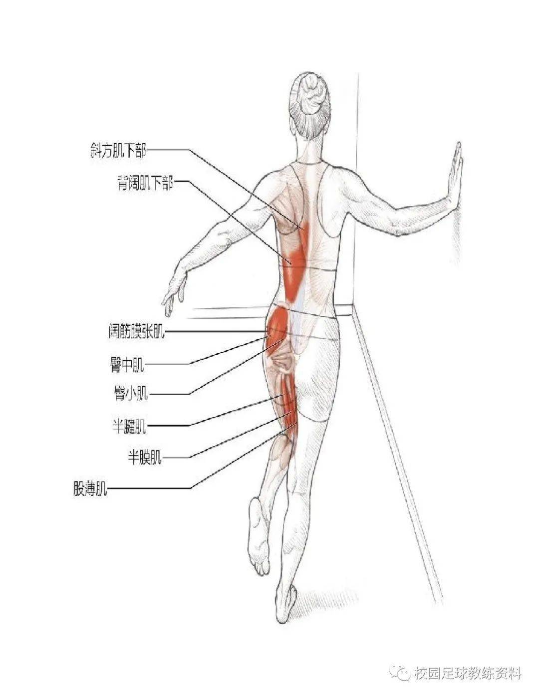 拉伸运动系统训练