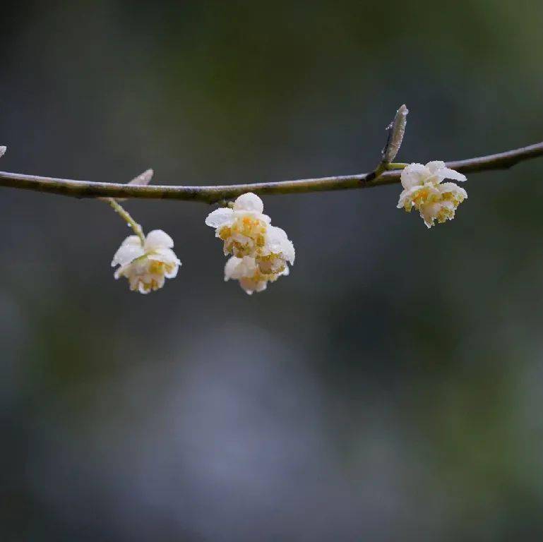 一期一花山苍子