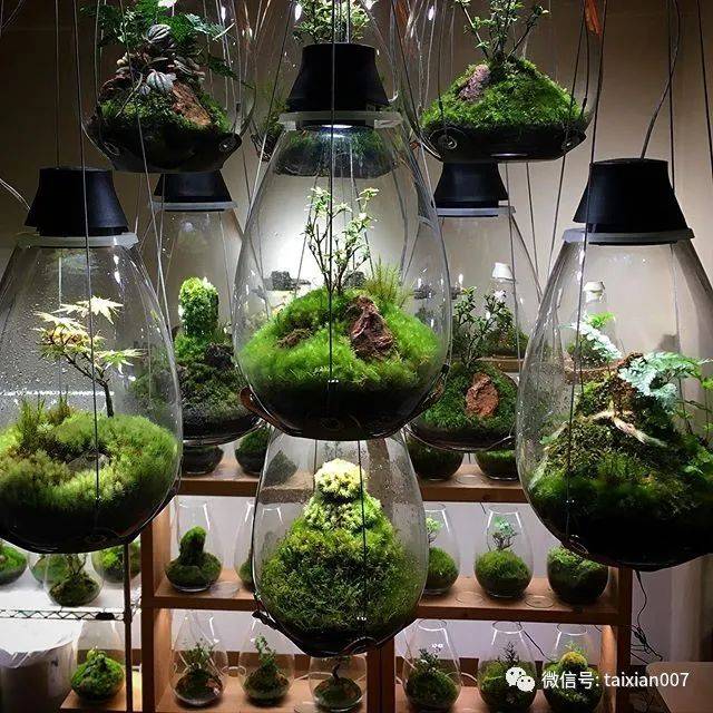 苔藓微景观,一篇文章就能秒懂所有知识!