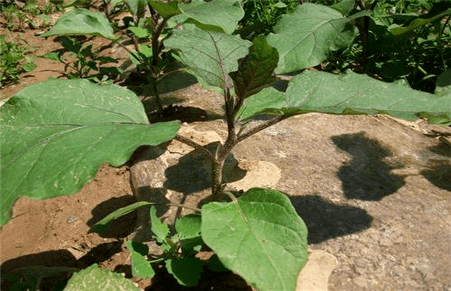 茄子分苗要注意