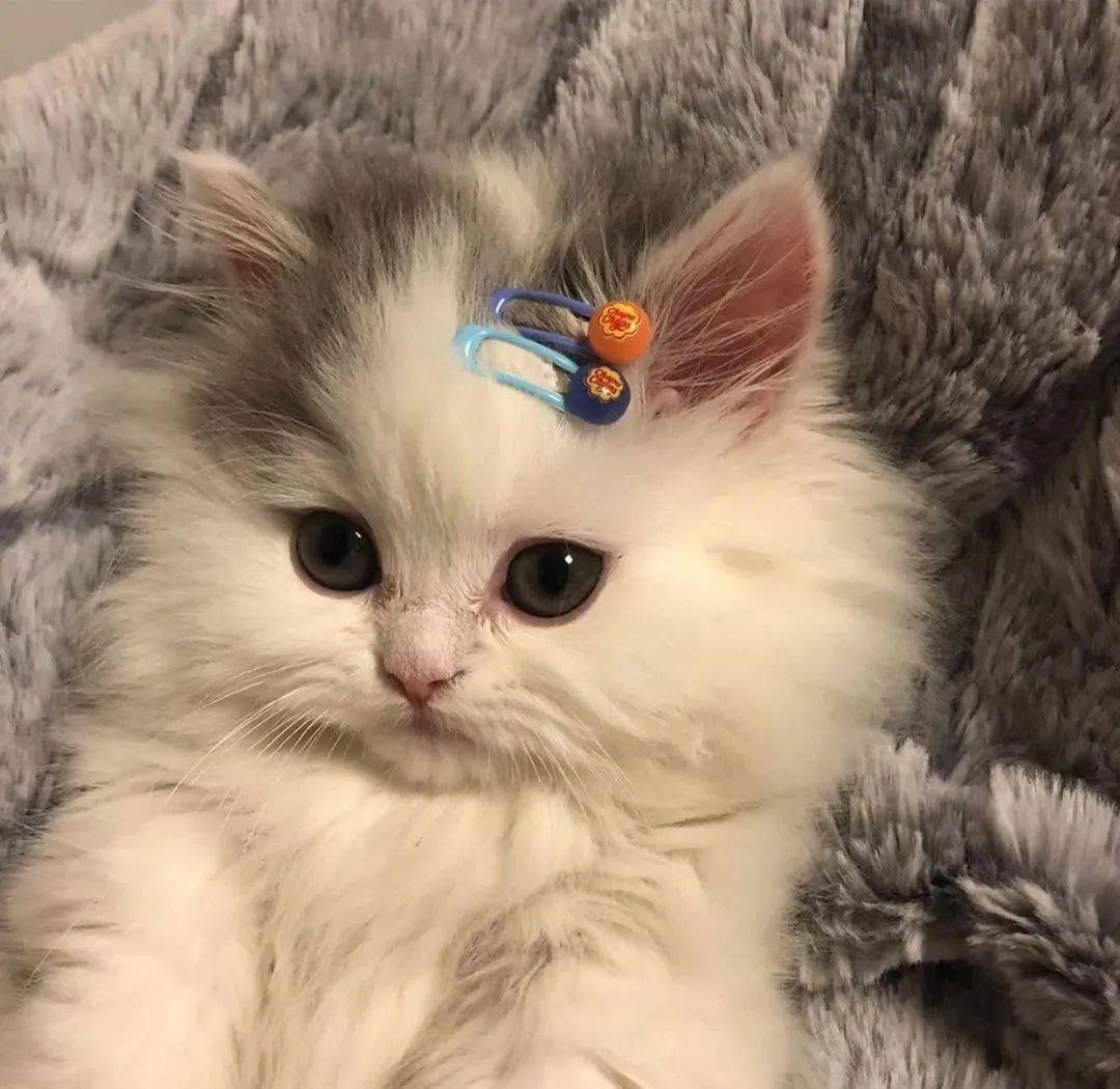 宠物| "迪士尼在逃小猫咪"找到了?网友:她是公主转世吧!