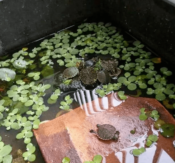 关于水龟环境中浮萍植物和工具生物的应用