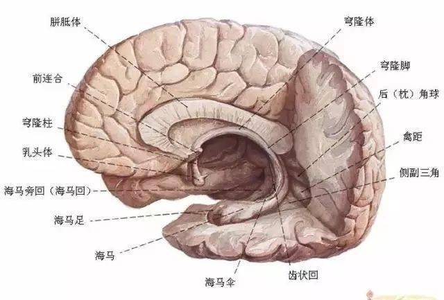 最全神经系统及神经疾病解剖图收藏版