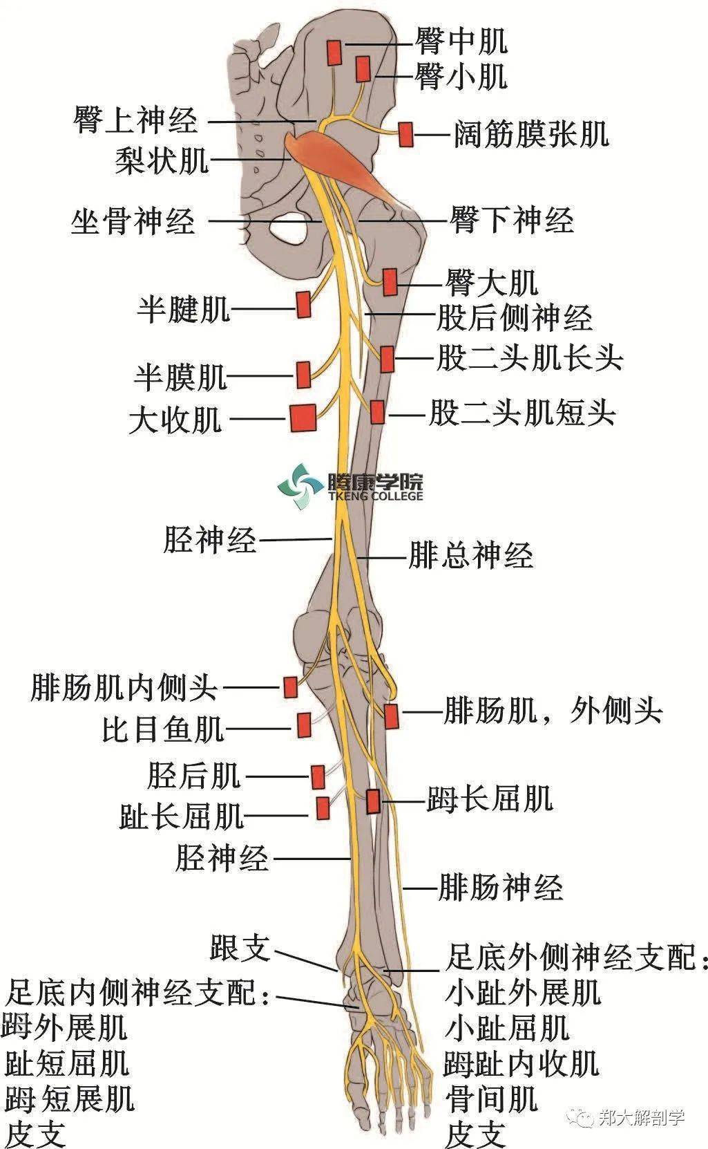 腾康学院 胫神经解剖 胫神经(腰4~5,骶1~3)在腘窝上角附近由坐骨神经