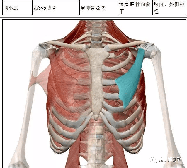 缘降肋助呼气肋间神经膈名称起点止点主要作用神经支配胸骨部剑突后面